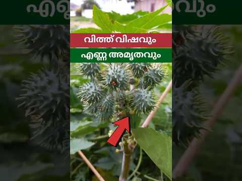 เดตเดฟเดทเดฎเตเดณเตเดณ เดตเดฟเดคเตเดคเดฟเตฝ เดจเดฟเดจเตเดจเตเด เดเดฐเต เด
เดคเตเดญเตเดค เดเดฃเตเดฃ! ๐ฒ | Castor Plant Facts in Malayalam #shorts