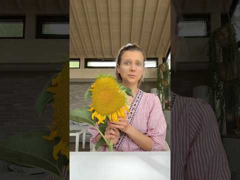 Sunflower season