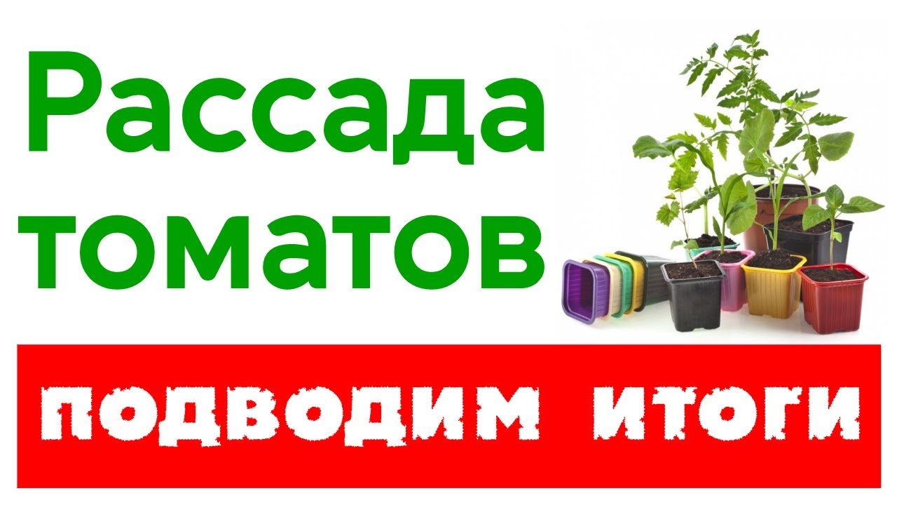 Рассада томатов в апреле. Подводим итоги