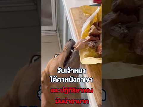 จับเจ้าหมาได้คาหนังคาเขา และปฏิกิริยาของมันฮามาก !!