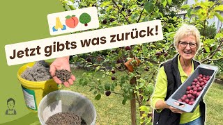 Ernten ist nicht umsonst! Obstbäume nach der Ernte 🍑🌳
