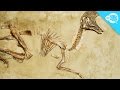Fossilization Processes and Concepts