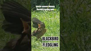 special moment Blackbird feeds baby #blackbird #nature