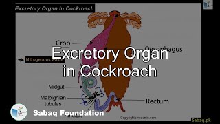 Excretory Organ in Cockroach