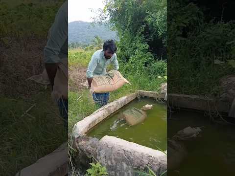 நெல் தண்ணீர்ல எத்தனை நாள் வைக்கனும் #viralvideo #agriculture