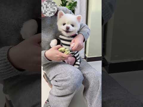 It’s really easy to make a dog obedient. Cute pet debut plan. The confusing behavior of animals. C