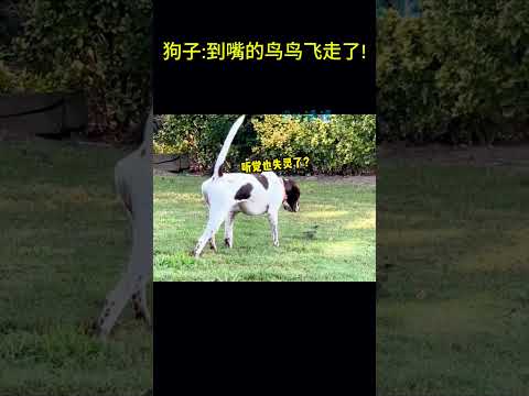搞笑動物系列第252集 狗子到嘴的鸟鸟飞走了! #搞笑 #喵哥是萌新 #科普 #搞笑 #喵哥是萌新 #科普 #animals #貓咪 #https #貓咪 #funny #萌寵 #萌寵 #cat
