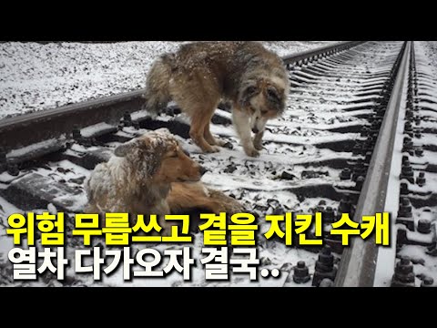 질주하는 열차, 위험 무릅쓰고 못 움직이는 아내 지킨, 상남자