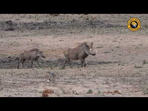 Warthogs On The Move