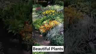 #plantita #plants #beautiful #shorts #floweringplants #herbs