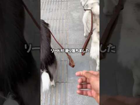 飼い主を驚かせるワンちゃん🐕