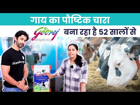 52 सालों से लोगों का भरोसा Godrej Cattle Feed है आपके गाय-भैंस के लिए पौष्टिक आहार