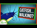 Walking Catfish and Their Unique Abilities