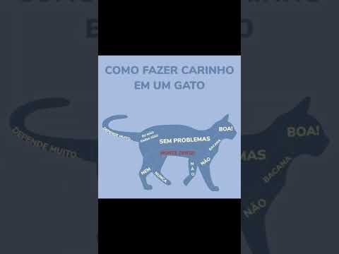 Como fazer carinho em um gato 🐈