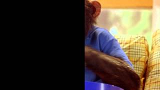 MVP 2 Most Vertical Primate - Trailer