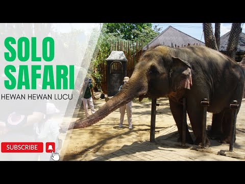 HEWAN LUCU GAJAH MONYET BURUNG HARIMAU ULAR DI KEBUN BINATANG SOLO SAFARI