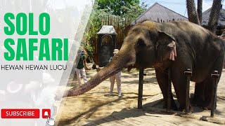 HEWAN LUCU GAJAH MONYET BURUNG HARIMAU ULAR DI KEBUN BINATANG SOLO SAFARI