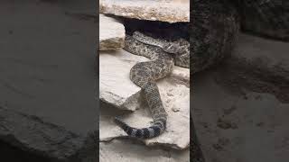 #zoo #animals Terra Natura #benidorm