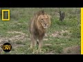 Wildlife Behavior and Ecology Assessment
