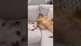 Roo has been pranking her brothers since she was a puppy!