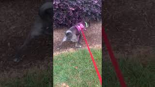 Wake up get that walk in #pitbullmix