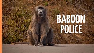 Baboons vs Humans 🐒 | Table Mountain’s Baboon Police & the Fight for Survival