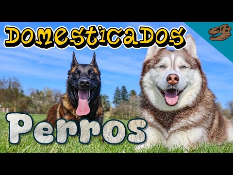 Domesticados: PERROS (¿Dónde y cuándo se domesticaron estos animales?)