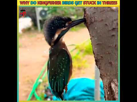 ??Why Do Kingfisher Birds Get Stuck In Trees #shorts #viral #birds #stuck #why @AslamFacts