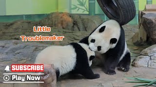 When Baby Panda Pisses Her Mom Off | iPanda