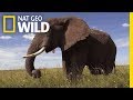 Elephants: Majestic Giants