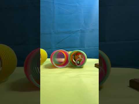 Bird Training : Smart lovebird Parrot | Smart Little Cute Parrot #training #smartparrot #cute