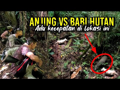 GILA❗BABI HUTAN ADU KECEPATAN DENGAN ANJING PEMBURU SUPER TANGGUH | Amazing | Wild Boar Hunting |