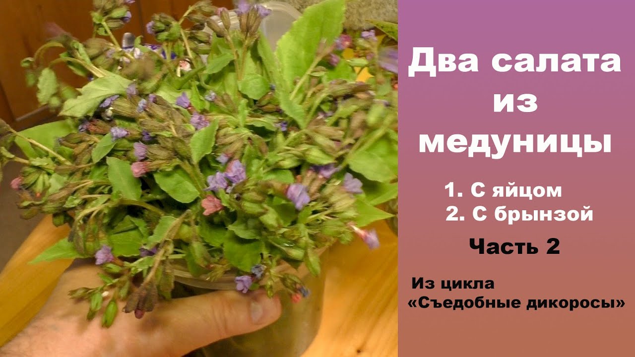 Два салата из медуницы. 1. Салат с яйцом. 2 Салат с брынзой. Часть2