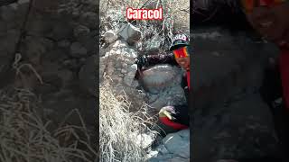 GRACEROS DURANGO caracol fosil