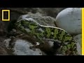 Chameleon Life Cycle and Behavior