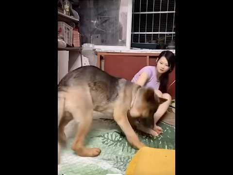 #doggybestfriend #funnyanimal #love #doggielife #doglove #doglife #monkeysr #husky #dogowners #puppy