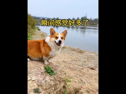 Cute Puppies ?♥ super funny Corgi ♥ #shorts #2024