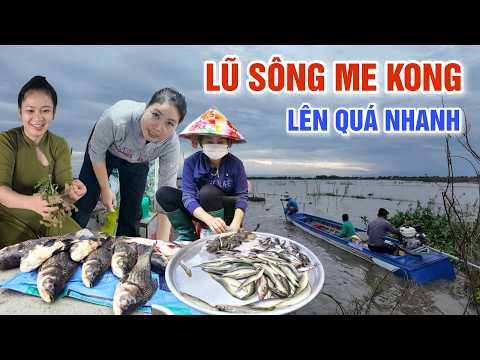 LŨ SÔNG ME KONG LÊN QUÁ NHANH - MIỀN TÂY NGUY CƠ NGẬP SÂU BÀ CON CHỢ TÂN HỒNG VỪA MỪNG VỪA LO