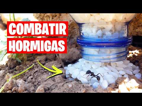 ADIÓS A LAS HORMIGAS CON ESTE REMEDIO NATURAL 🐜 | La Huerta de Ivan