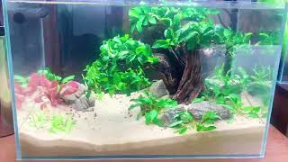 DIY Aquarium Plants Update - No Co2