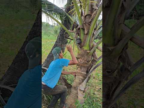 The moment the spotted chicken was discovered on a coconut tree #animals