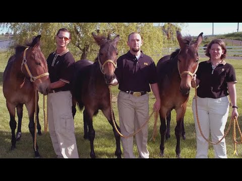 YouTube video thumbnail: Aniversary of Idaho's 2003 Science Breakthrough  That Produced World’s First Cloned Equine