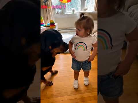 You Know Better! Tiny Boss Scolds Big Dog 😂❤️ #Shorts #toddler #dog #funny #cute #pets #viral #usa