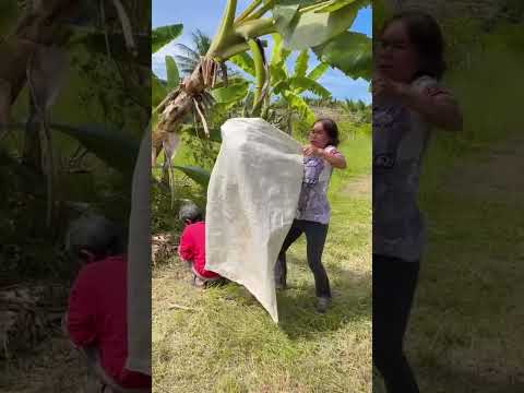 ยายตุ๊กแกตัวใหญ่มาก🤣😂 #fpy #funny #hahaha #ตลกฮาฮา