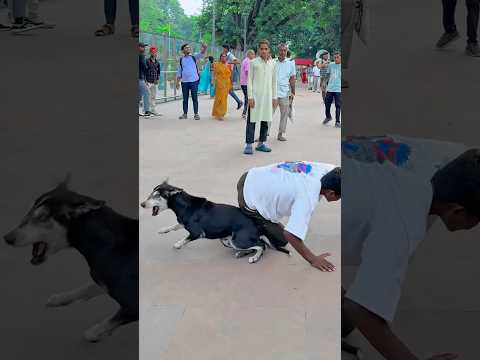 Dog is a best friend ever bahut 😭dukh hua 🐶🥹#dogapparel #dogclothes #dogshorts #youtubeshorts