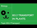 Plant Vascular System Functions