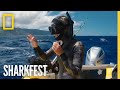 Tiger Shark Tagging Adventure