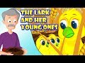 Lessons from the Lark's Harvest