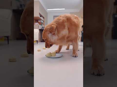 The dog doesn't play by the rules狗子不按套路来😭 #goldenretriever  #pets #dog