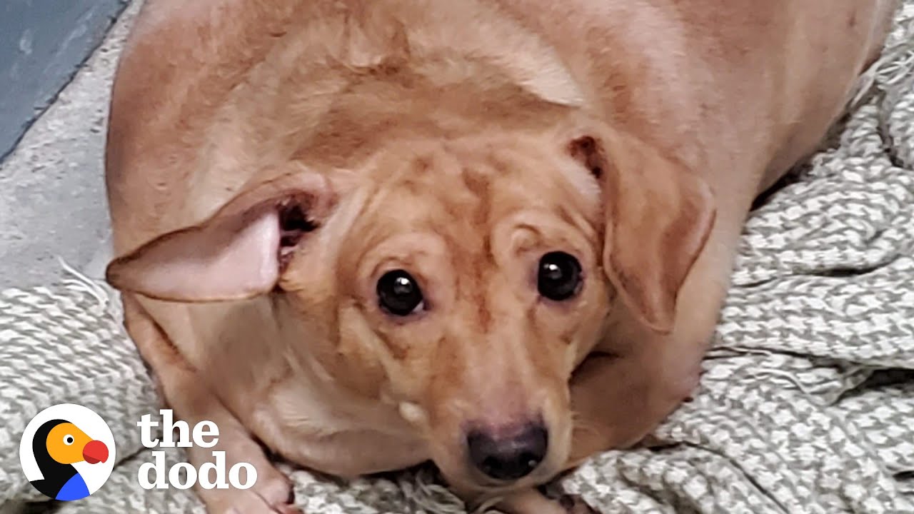 30-Pound Chiweenie Needed To Lose Half Her Body Weight